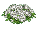 whitemarigold