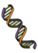 CLone DNA