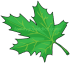 Maple Leaf