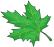 Maple Leaf