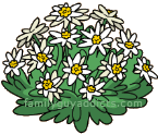 Edelweiss