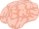 Brain